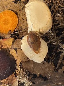Tarakanid Gyna lurida/ тараканы Gyna lurida (2 фото из 3)