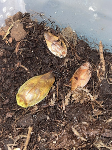 Tarakanid Gyna lurida/ тараканы Gyna lurida (3 фото из 3)
