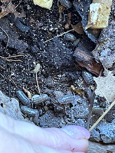 Metsatäi Armadillidium pictum (3 foto / 3)