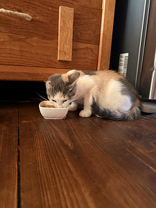 Котята (3 фото из 6)
