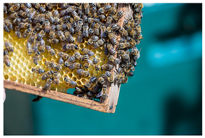 Mesilaste pakid