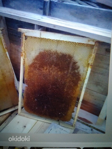 Пчелиные семьи (фото #1)