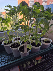 Томаты балконные рассада (6 фото из 6)