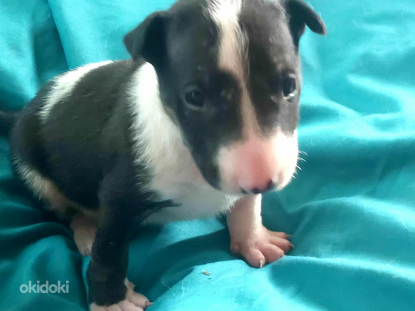 Стандартный бультерьер