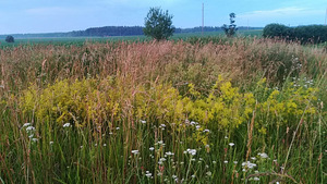 Kupna tn 3, Viru-Jaagupi, Vinni vald, Lääne-Virumaa (11 foto / 16)