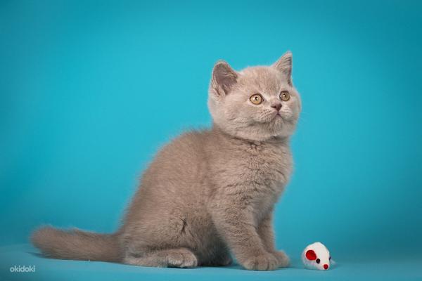 Клубные британские котята,питомник Warlook (фото #5)