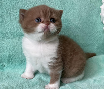 Британские котята