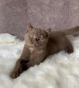 Британские котята