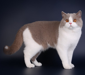 Британский кот (1 фото из 3)
