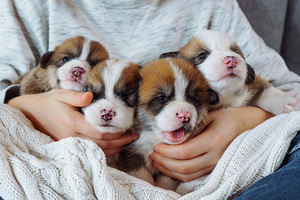 Pembroke welsh corgi kutsikad (1 foto / 7)