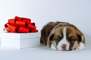Pembroke welsh corgi kutsikad (3 foto / 7)