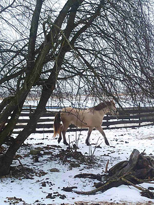 UUT KODU OTSIB EESTI TOUGU POISS RUUDI!🐴 (2 foto / 7)