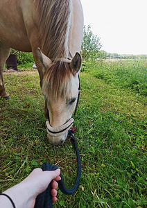 UUT KODU OTSIB EESTI TOUGU POISS RUUDI!🐴 (5 foto / 7)