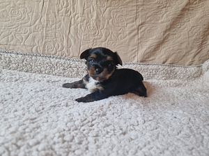 Yorkshire terjer Blue Merle (3 foto / 5)