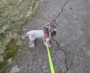 Šokolaadne York (3 foto / 3)