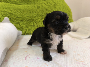 Blue merle yorki kutsikad (7 foto / 8)