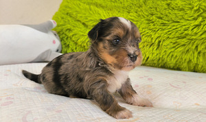 Blue merle yorki kutsikad (1 foto / 8)