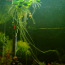Плавающее аквариумное растение «Amazon Frogbit» (Limnobium laevigatum) (фото #3)