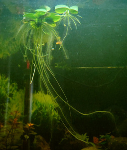 Ujuv akvaariumitaim "Amazon Frogbit" (Limnobium laevigatum) (3 foto / 3)