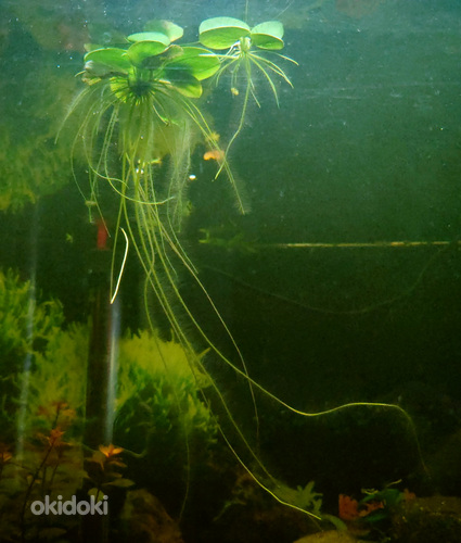 Ujuv akvaariumitaim "Amazon Frogbit" (Limnobium laevigatum) (foto #3)