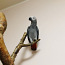 Попугай жако (африканский серый) (фото #2)