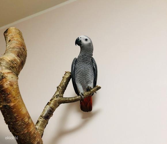 Papagoi jako (arfika hall papagoi) (foto #2)