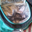 Термо рюкзак для пикника новый (фото #1)