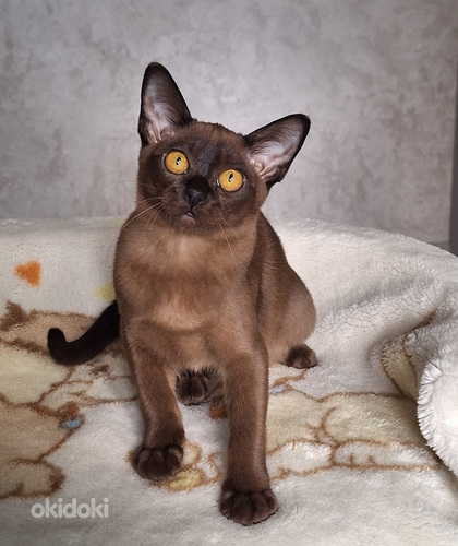 Мальчик Бурма