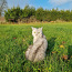 Британская кошечка в поисках котика (фото #3)
