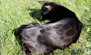 Haruldase värvi Bengali tüdruk Melanistic aretamiseks (2 foto / 6)