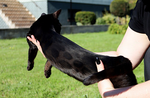 Haruldase värvi Bengali tüdruk Melanistic aretamiseks (3 foto / 6)