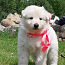 Baltie šveices aitu suņi (foto #1)