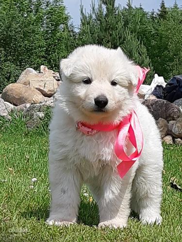 Baltie šveices aitu suņi (foto #1)