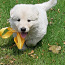 Baltie šveices aitu suņi (foto #2)
