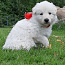 Baltie šveices aitu suņi (foto #5)