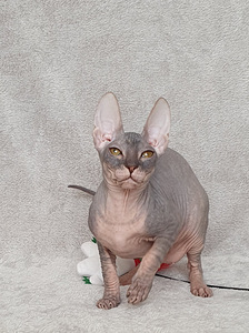 Don sphynx (2 foto no 2)