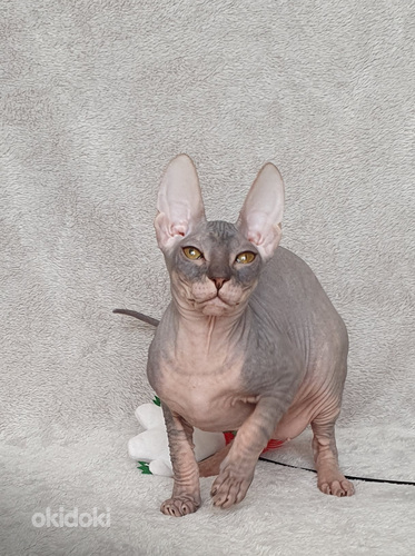 Don sphynx (foto #2)