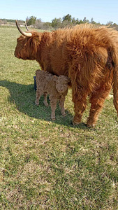 Lehm ja vasikas