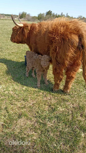Lehm ja vasikas (foto #1)