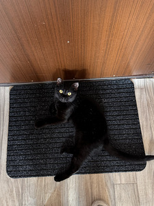 Котик Уголек (1 фото из 5)