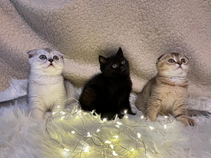 Шотландские вислоухие (3 фото из 10)