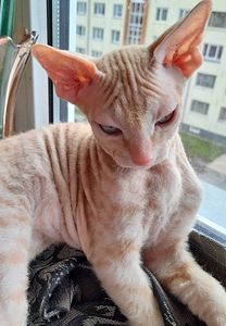 Котята сфинкса (2 фото из 6)