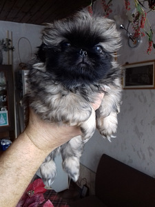 Pekiniešu kucēns (2 foto no 3)