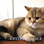 Золотой подрощенный котик (valokuva #1)