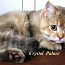 Золотой подрощенный котик (valokuva #2)