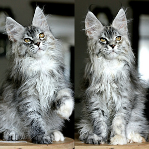 Котята мейн кун (3 фото из 4)