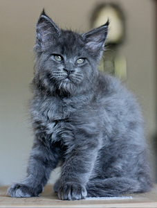 Котята мейн кун (4 фото из 5)