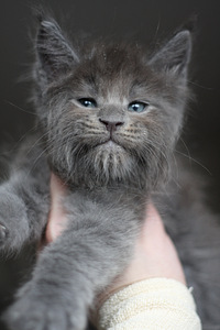 Котята мейн кун. (3 фото из 4)