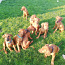 Rodezijos ridzbeko suniukai (nuotrauka #1)