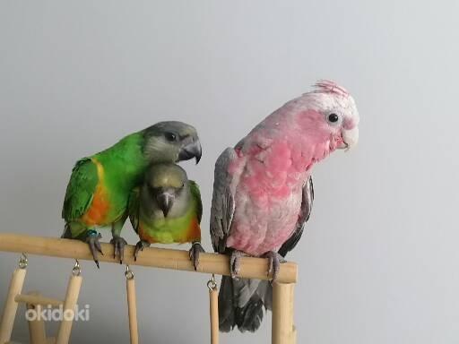 Müüa Senegali papagoi tibud (foto #6)